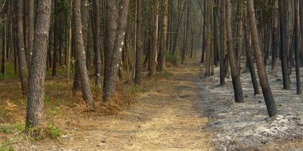 On distingue nettement une zone non incendiée et les cendres...