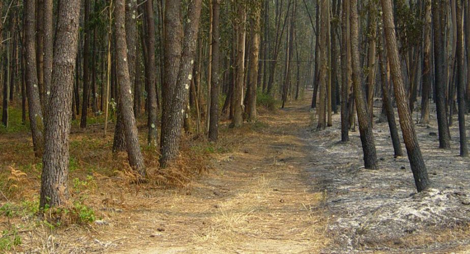 On distingue nettement une zone non incendiée et les cendres...