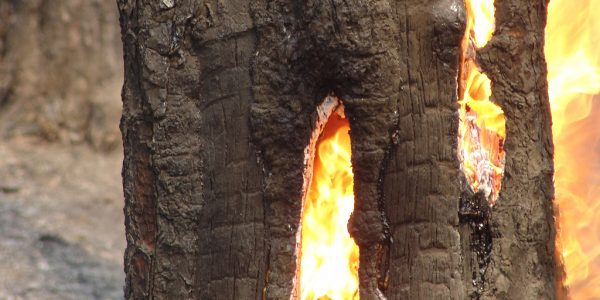 Incendies de forêt au Portugal