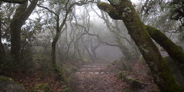 En descendant de la Cruz Alta, on entre dans la Forêt Relique