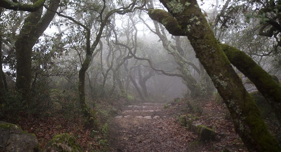 En descendant de la Cruz Alta, on entre dans la Forêt Relique
