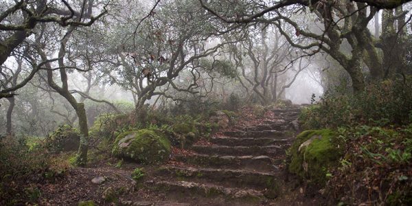 Mata Nacional do Buçaco