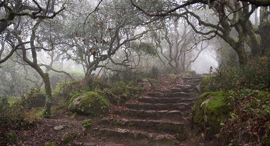Mata Nacional do Buçaco