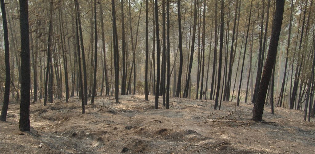 Le Pinhal de Leiria, après les incendies d'octobre 2017