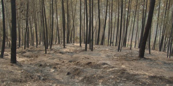 Le Pinhal de Leiria, après les incendies d'octobre 2017
