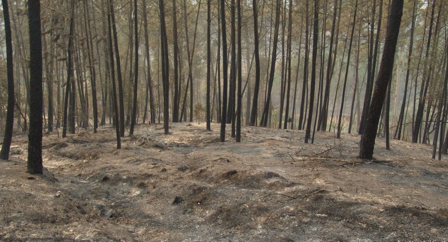 Le Pinhal de Leiria, après les incendies d'octobre 2017