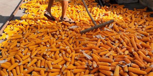 La récolte du maïs au Portugal