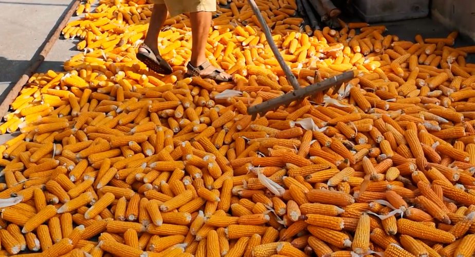 La récolte du maïs au Portugal