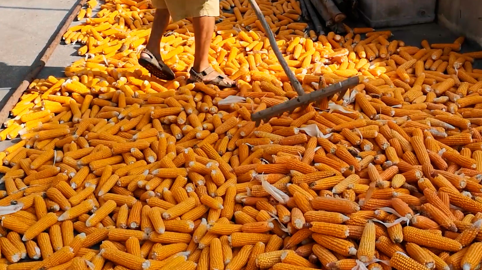La récolte du maïs au Portugal