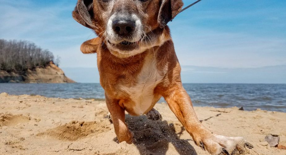 Chien et plage