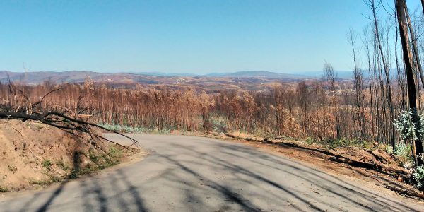 Forêt détruite par les incendies