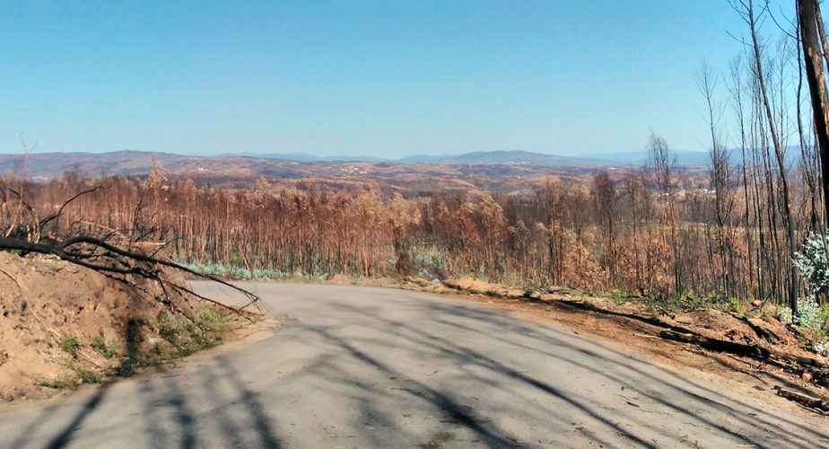 Forêt détruite par les incendies