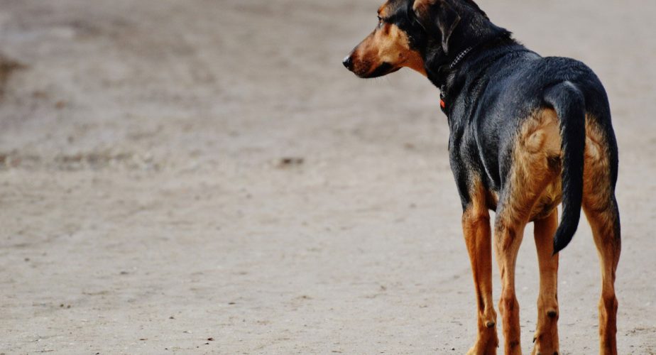 chien abandonné