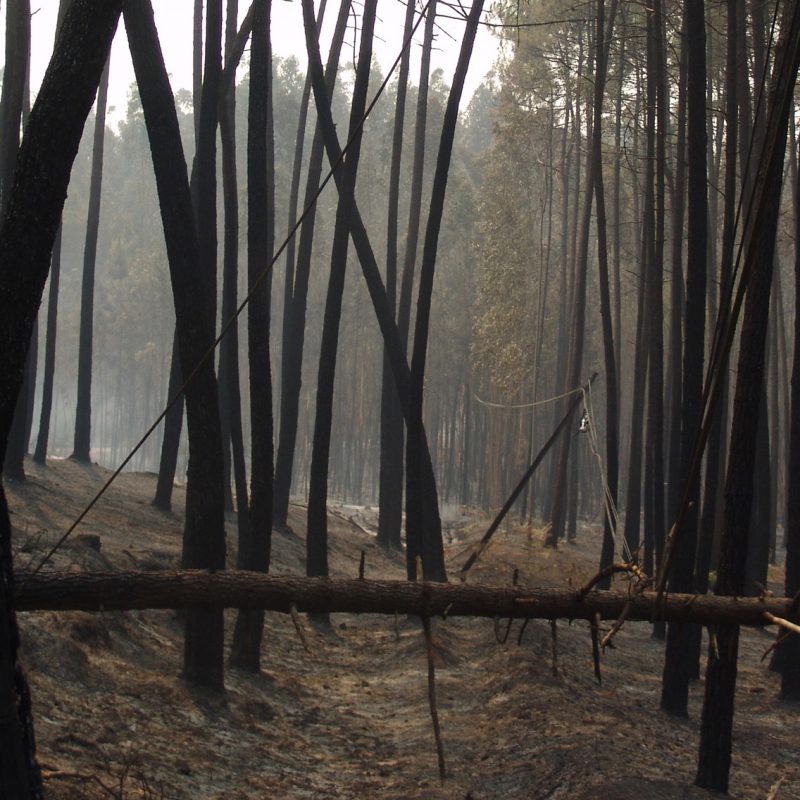 forêt brûlée