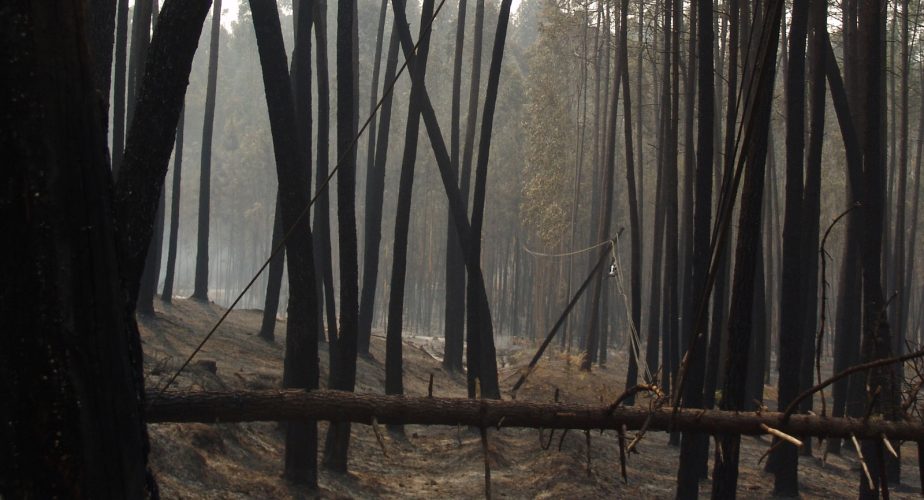 forêt brûlée