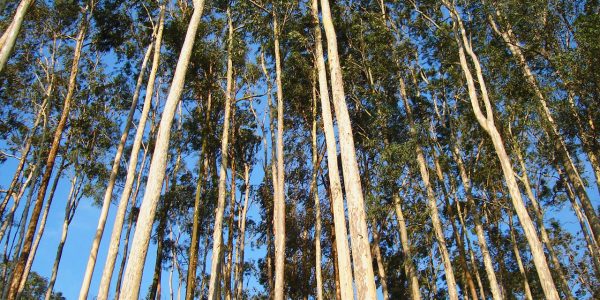 Eucalyptus