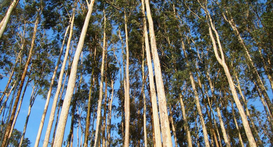 Eucalyptus