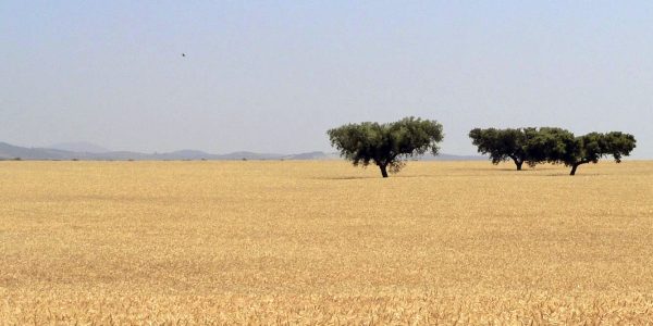 Blé en Alentejo