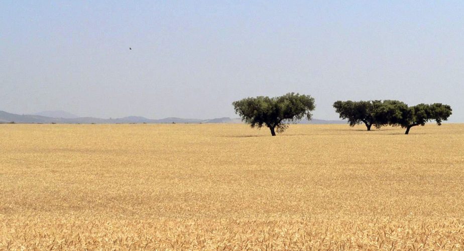 Blé en Alentejo