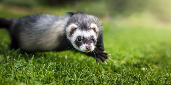 Furet