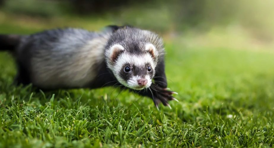 Furet