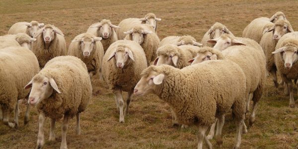 Troupeau de moutons