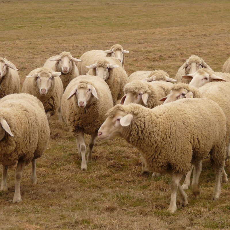 Troupeau de moutons