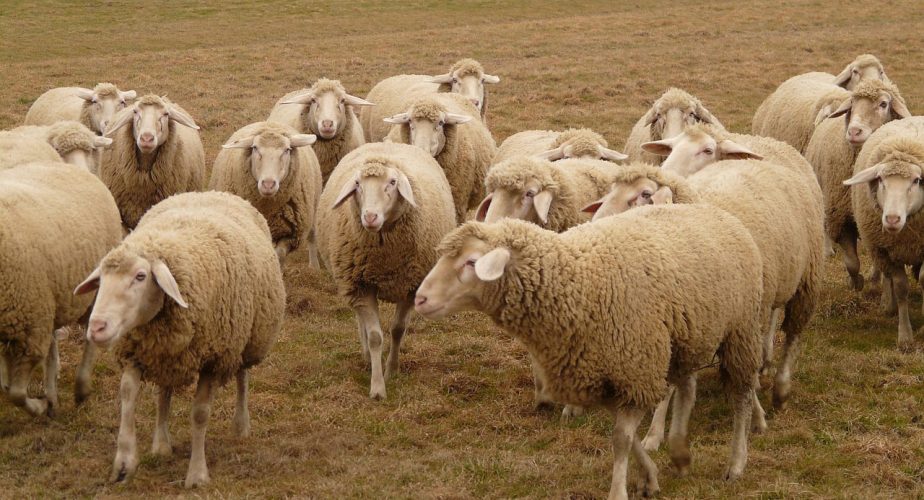 Troupeau de moutons