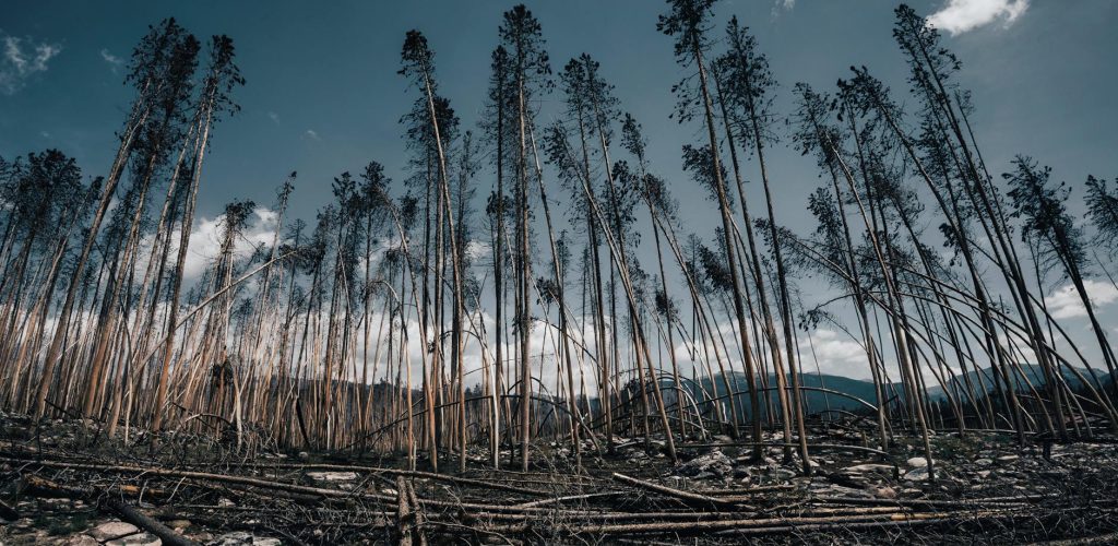 La forêt de Leiria va vendre le bois des arbres tombés après la tempête Kristin