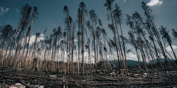 La forêt de Leiria va vendre le bois des arbres tombés après la tempête Kristin