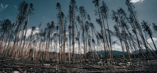 La forêt de Leiria va vendre le bois des arbres tombés après la tempête Kristin