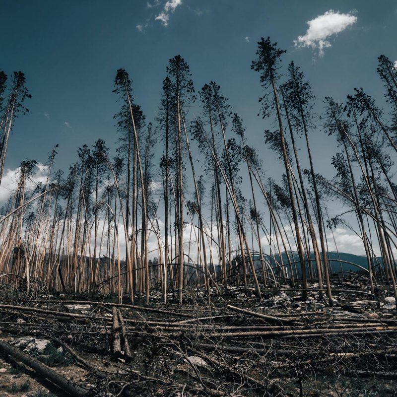 La forêt de Leiria va vendre le bois des arbres tombés après la tempête Kristin