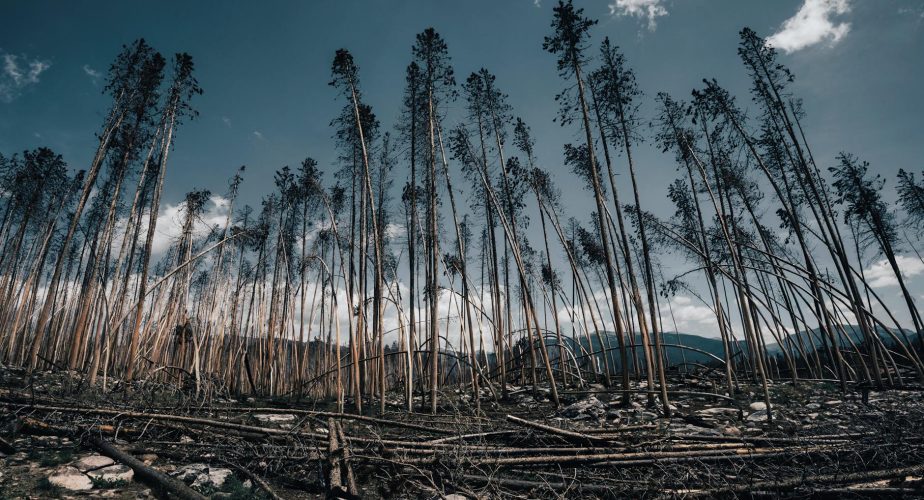 La forêt de Leiria va vendre le bois des arbres tombés après la tempête Kristin