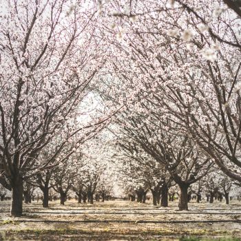 Au Portugal, l’amande devient le moteur des exportations de fruits secs