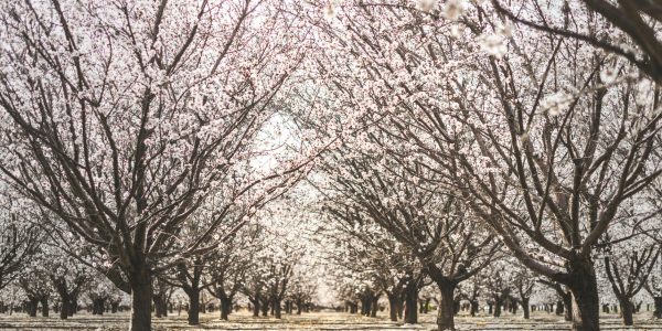 Au Portugal, l’amande devient le moteur des exportations de fruits secs