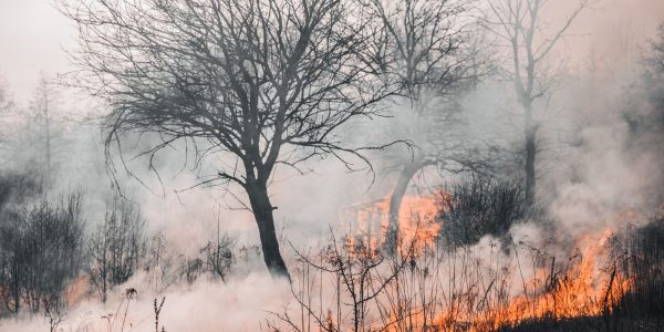 Le Portugal entre dans une nouvelle vague de chaleur à haut risque d’incendie (et autres infos)