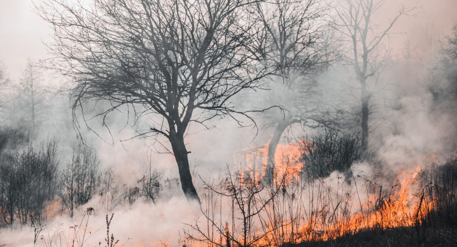 Le Portugal entre dans une nouvelle vague de chaleur à haut risque d’incendie (et autres infos)