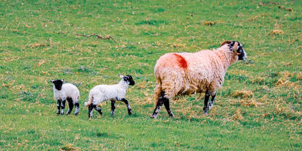 Miranda do Douro: 46 brebis tuées dans une attaque attribuée à des loups