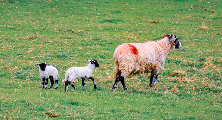 Miranda do Douro: 46 brebis tuées dans une attaque attribuée à des loups