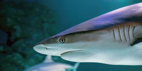 Un requin de trois à quatre mètres filmé au large de Nazaré