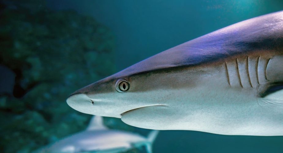 Un requin de trois à quatre mètres filmé au large de Nazaré