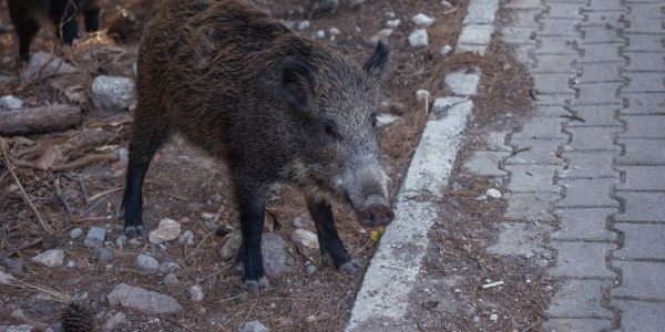Environ 300 000 sangliers seraient présents au Portugal continental
