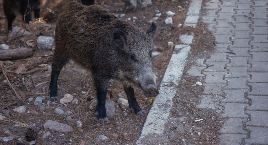 Environ 300 000 sangliers seraient présents au Portugal continental
