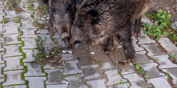 À Setúbal, les sangliers s’installent dans les rues, les pique-niques et même sur les plages
