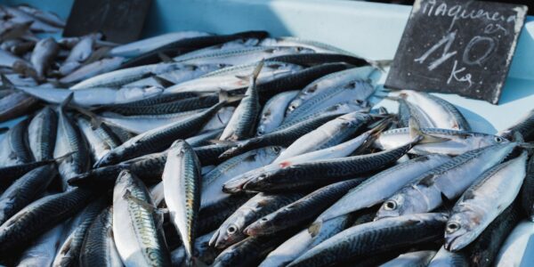 Matosinhos mise sur la mer pour devenir une référence gastronomique internationale