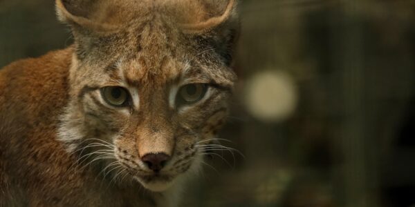 Lynx ibérique: le Portugal engage cinq millions d’euros pour consolider son retour