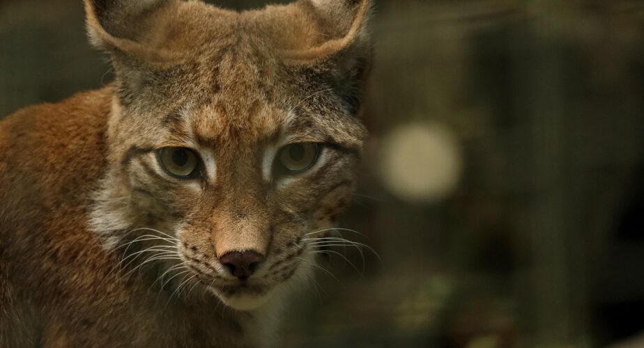 Lynx ibérique: le Portugal engage cinq millions d’euros pour consolider son retour